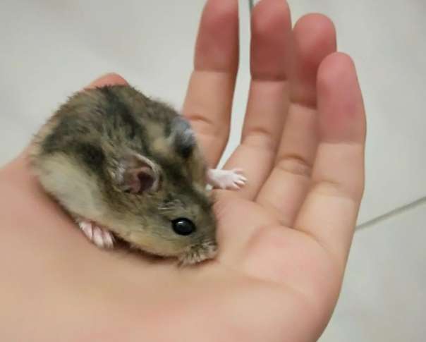 一線鼠跟三線鼠怎麼分