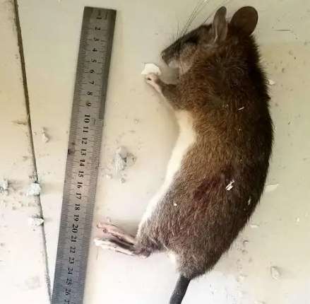 老鼠會自己離開嗎 老鼠會自己離開嗎