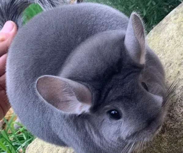 龍貓鼠飼養